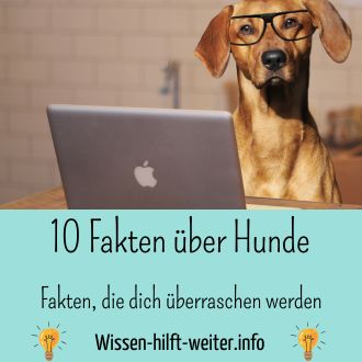 10 erstaunliche Fakten über Hunde die dich überraschen werden